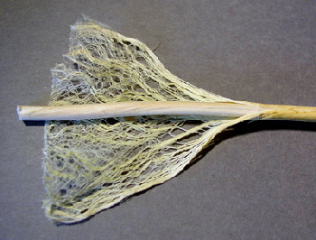 The Abaca plant from which early ropes were made.