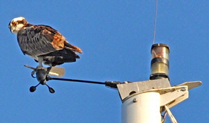 This Osprey found a perch on a windvain