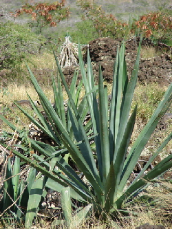 The Sisel plan was used to make rope.