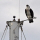 A short piece about a major supplier of bird deterrants for boats.